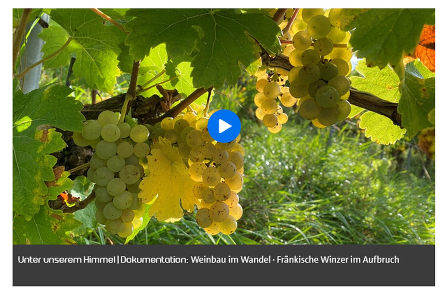 Weinbau im Wandel – Fränkische Winzer im Aufbruch