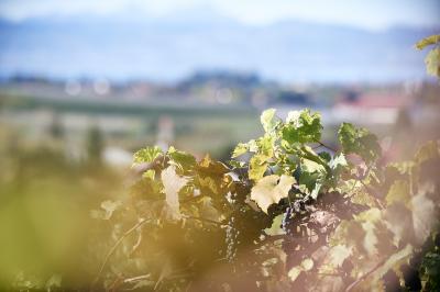 "Die Große" - Weinwanderung 50jähriges Jubiläum