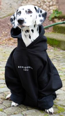 Bild von Hoodie XL